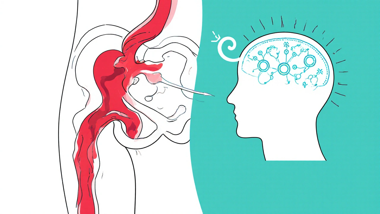 Cliché divisé montrant le flux sanguin vers le pénis et le cerveau avec neurotransmetteurs augmentés.