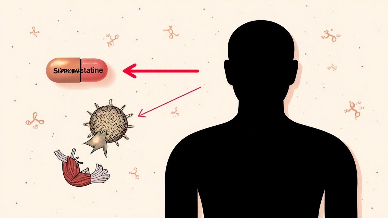 Statines et antifongiques : risque de rhabdomyolyse expliqué